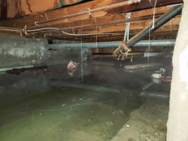 Best Water damage cleanup near me  in Henning, TN