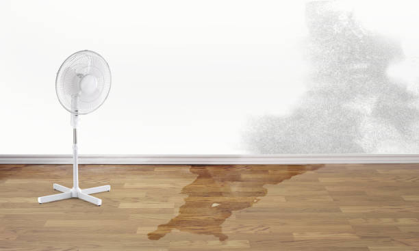 Best Water damage restoration mold remediation  in Henning, TN