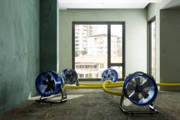 Best Water damage cleanup near me  in Henning, TN